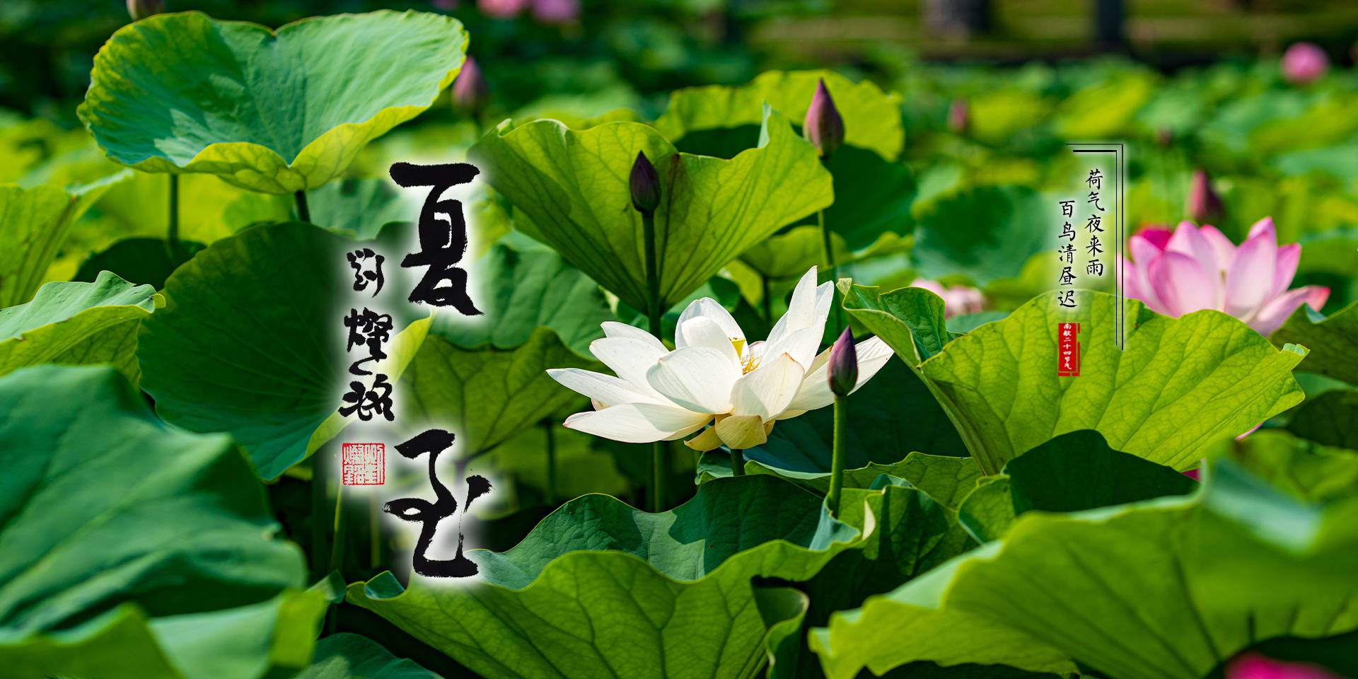 2025夏至节气